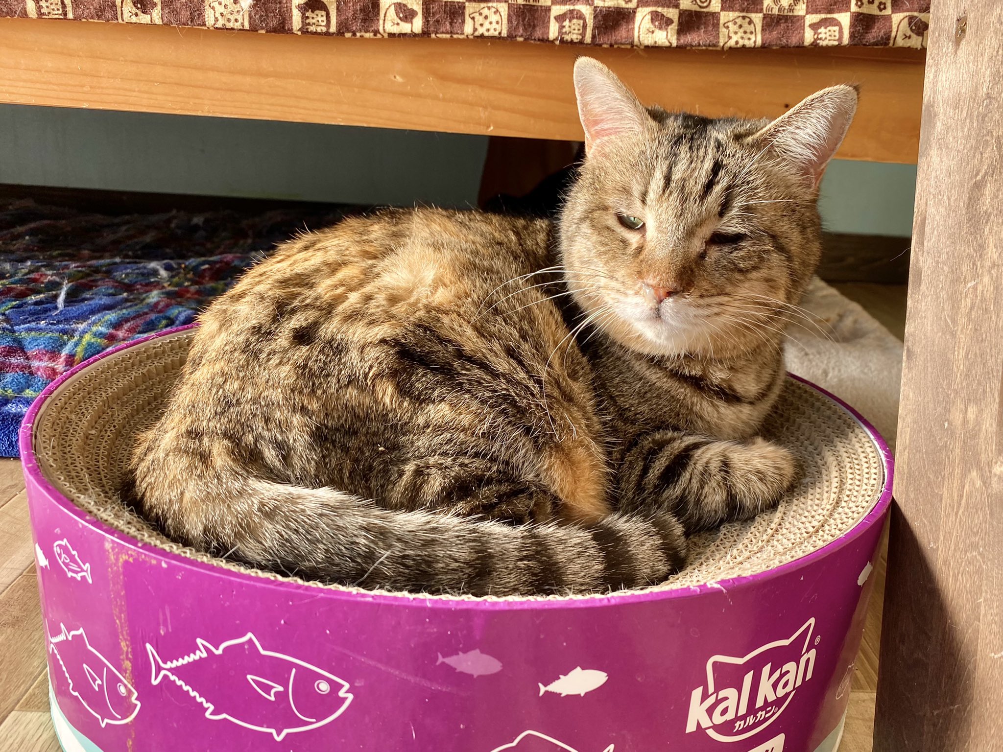 スイフト ニコねこ 様 専用 全3色キッズ おもちゃ 人形 Rustavi Gov Ge