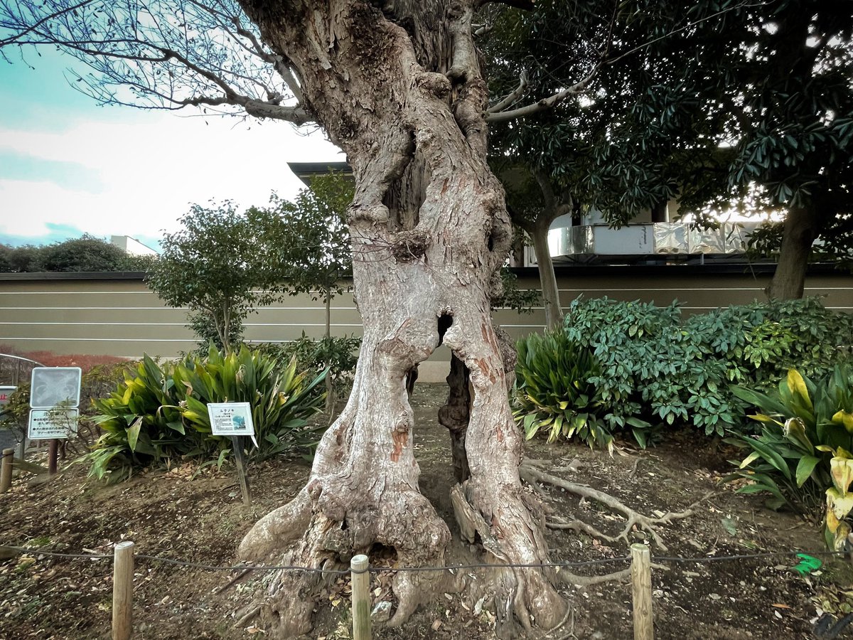 Чудо-дерево(不思議な木)

幼児用絵本　洋書 1200?cb=20180623213258