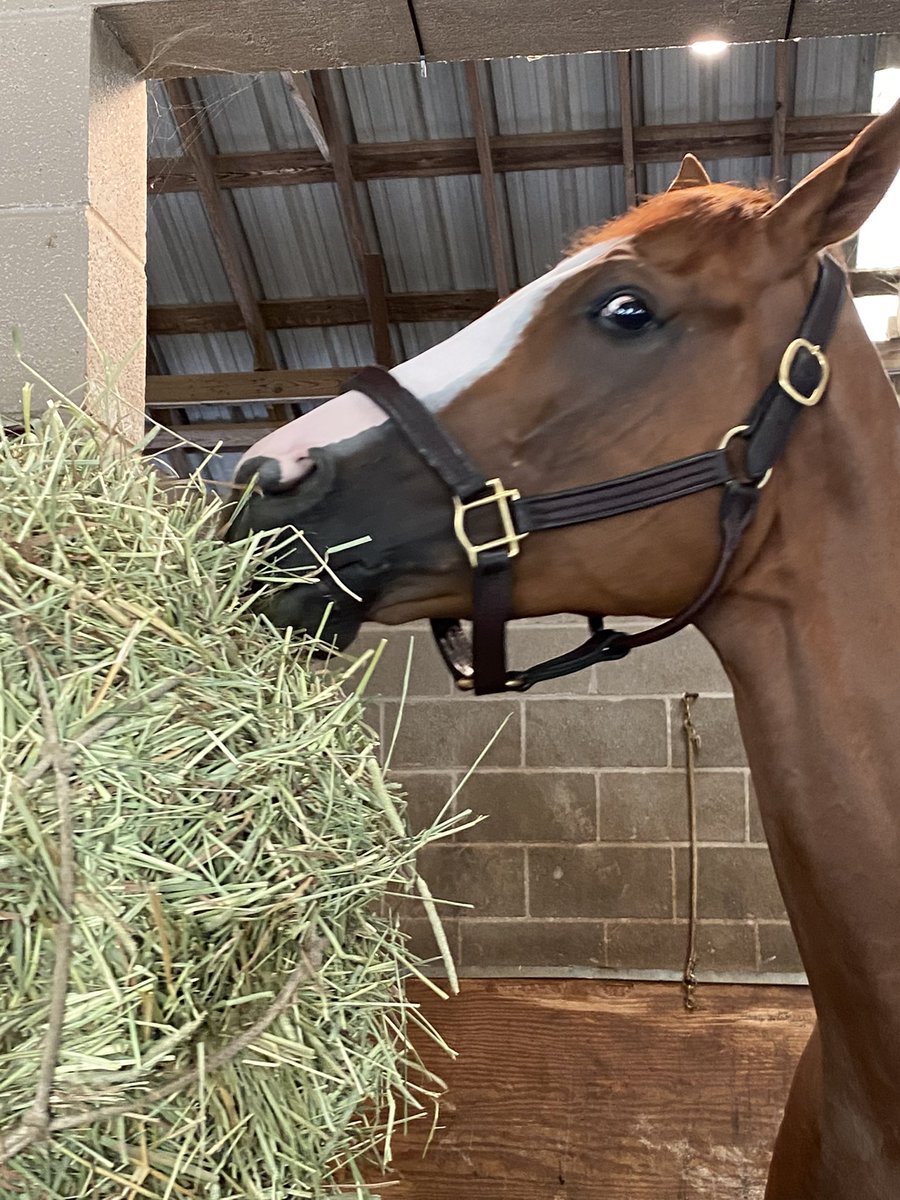 BrilliantRacin1's tweet photo. Proud to announce we have purchased an interest in Carmel Crush. A 4yo by California Crome, he won his most recent start @fairgroundsnola by open lengths. Looking forward to the journey with @Tenstrikeracing @raquel_ritchie @shirerracing. #bebrilliant #crushgroove #crushem https://t.co/J8JRg89V7a