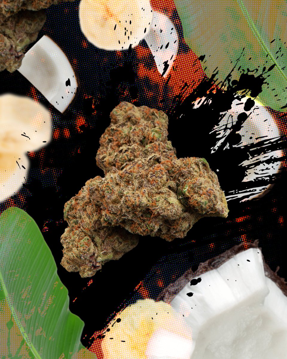 Tally Man is a legendary cross between a Banana OG x Dosidos and Papaya. 

A true Tally Man strain will provide tropical aromas of banana and coconut with a familiar hint of suntan lotion. Trust that these beautiful light-green buds will transport you to an island paradise.