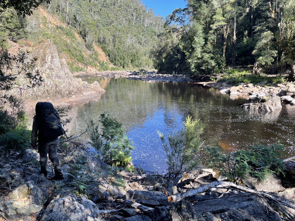 ocelotte's tweet photo. Walking along the #LevenCanyon to #DobsonFlats we heard a tremendous noise, just b4 #BlackwoodCamp. Momentarily thought it was a landslide down the side of the canyon and we should drop our packs and quickly retreat. A giant dead tree had fallen just above track only 1 min ahead. https://t.co/OL3V9hKxif