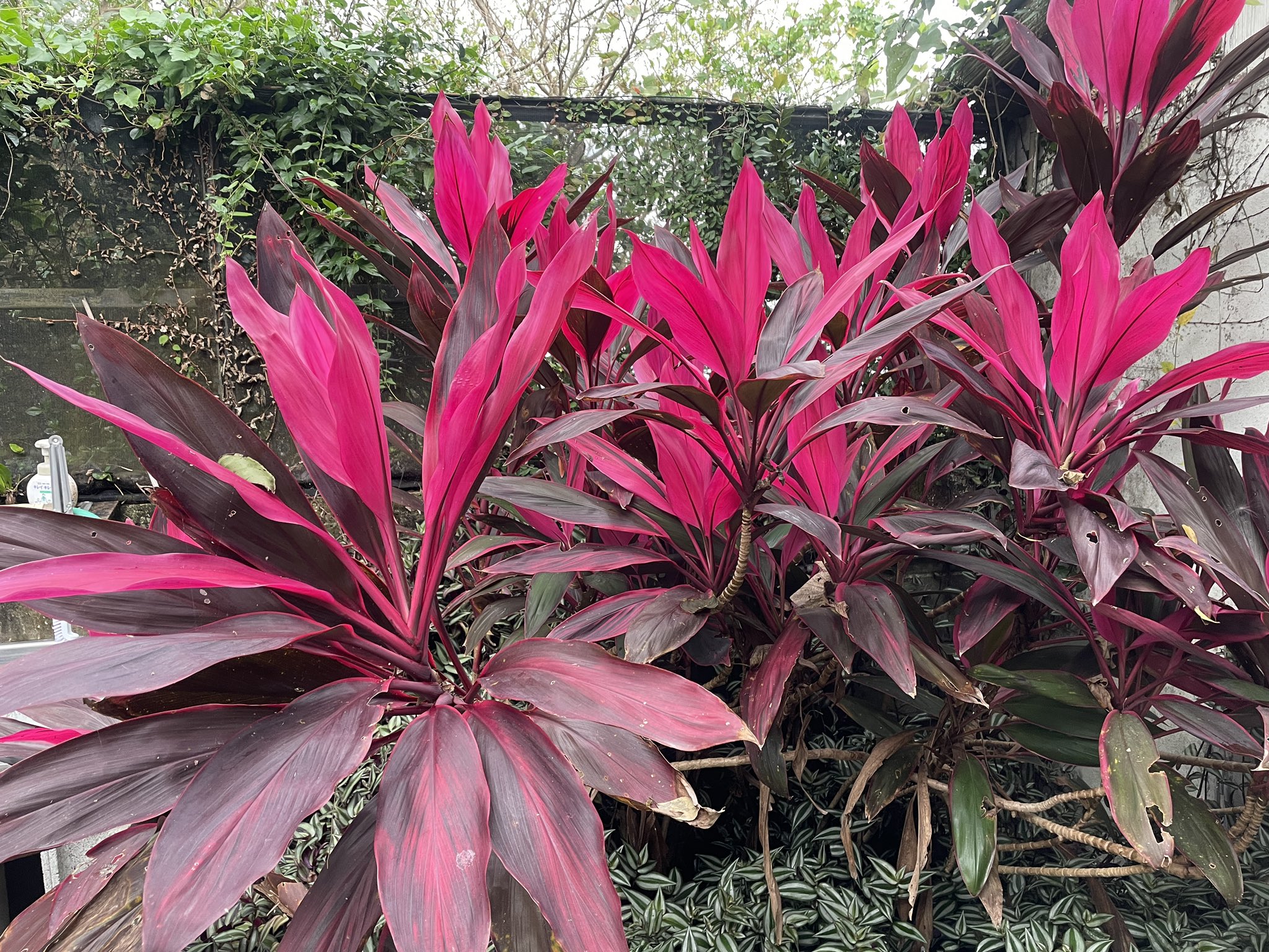 K S Fun Garden 幸福の木と呼ばれるドラセナ 今年は白も立派に成長しています いつか花咲くのかなぁ それにしても南国の植物はとにかく大きい ドラセナ 南国植物 T Co Q0y6qu4qfh Twitter
