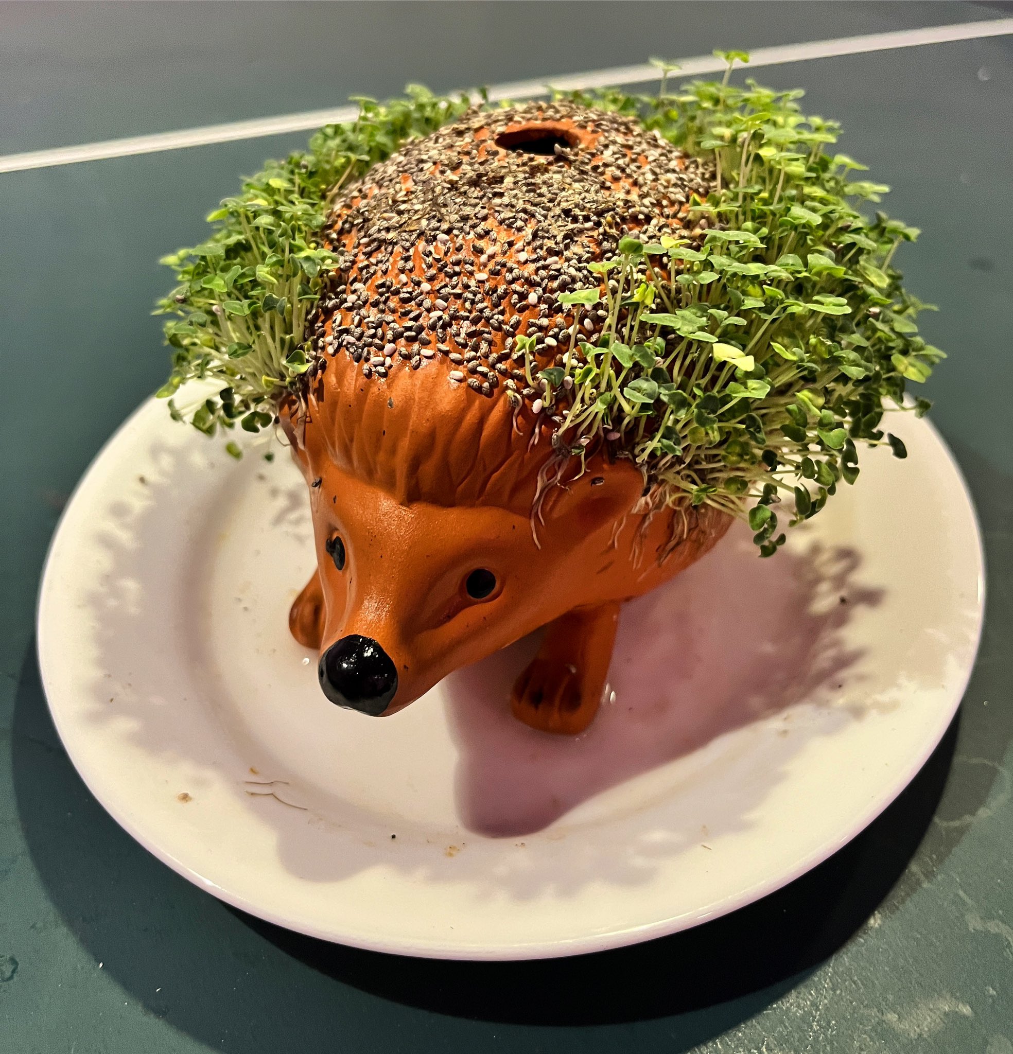 Sonic the Hedgehog Chia Pet®