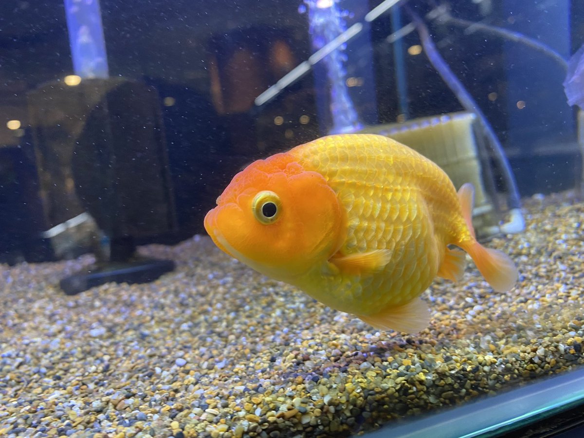 金魚 スポンジフィルターの使い方や効果 おすすめの商品を解説 きんぎょりうむ