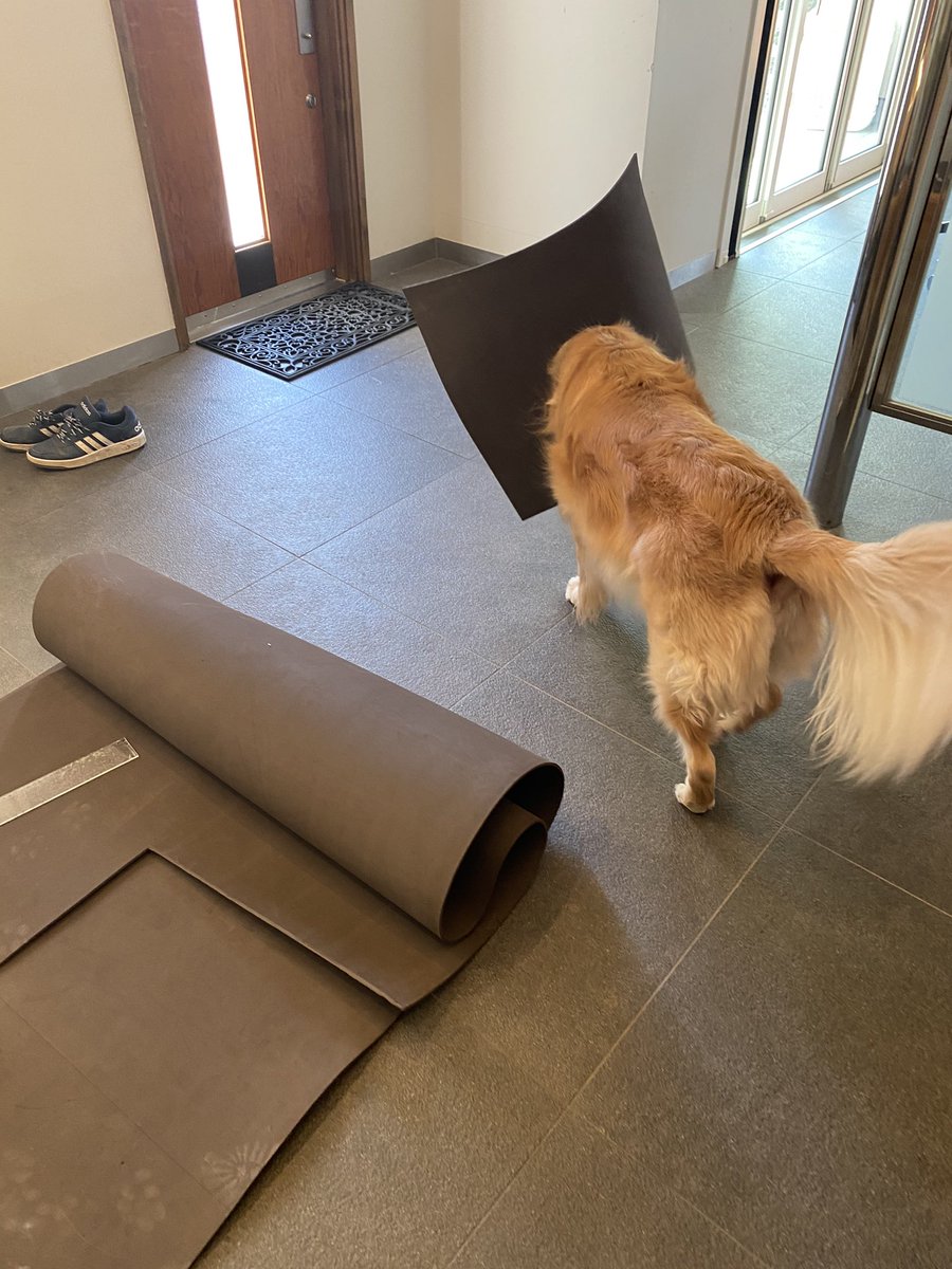 犬さん用に耳が蒸れないエリザベスカラーを手作りしたらこうなった 金持ちの家の鹿の剥製 笑 Togetter