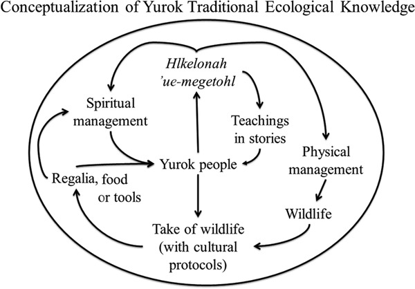 AnimBehSociety's tweet image. Check out new paper by Dr. Seafha C. Ramos titled: “Understanding Yurok traditional ecological knowledge and wildlife management” 

Link: doi.org/10.1002/jwmg.2…

#IndigenousInSTEM #DEI #EDI