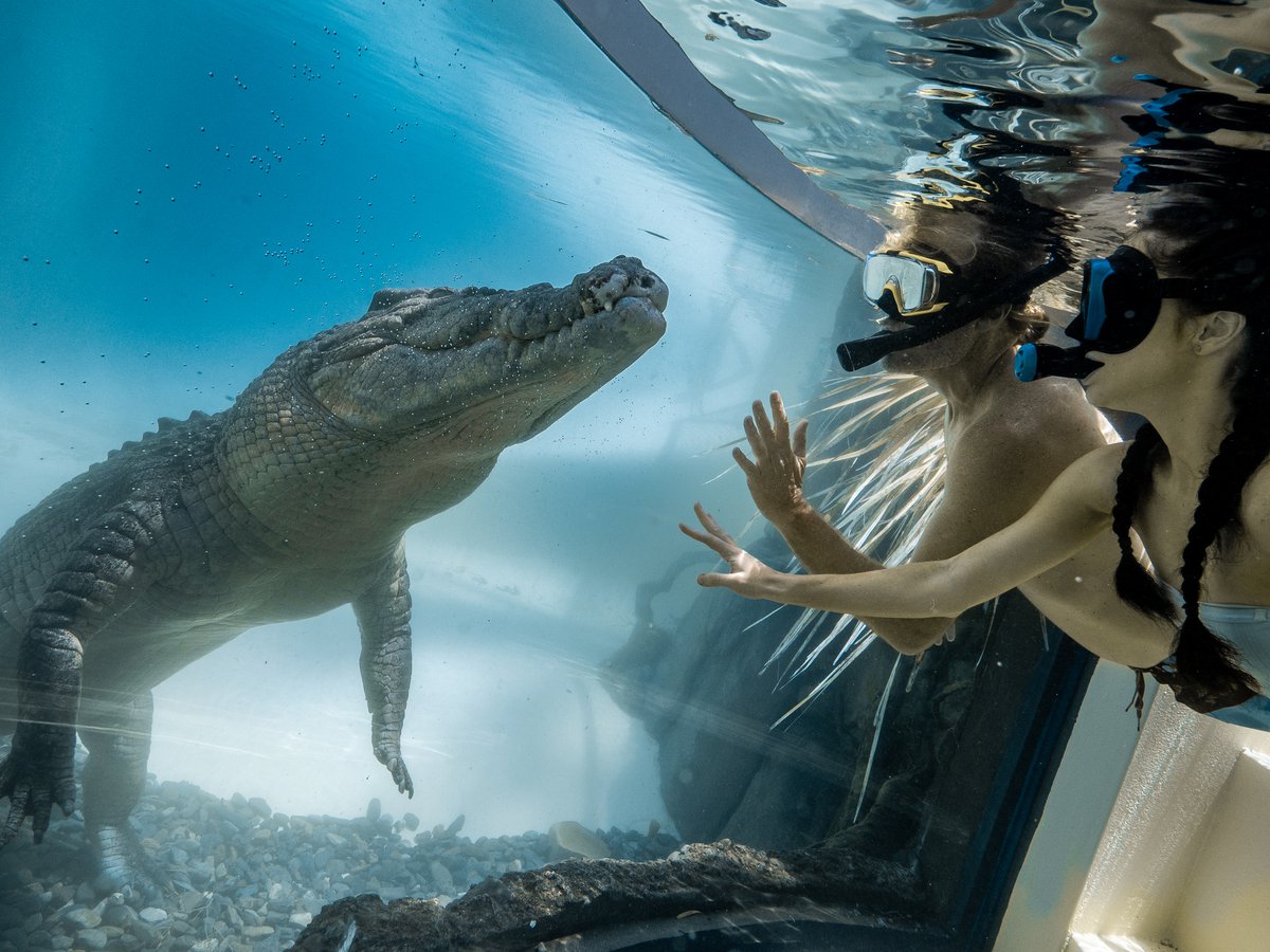 Dive into the aquatic territory of the mighty Estuarine Crocodile at the brand new CrocArena. This off-the-scale opportunity to Swim With The Salties is the only one of its kind in QLD &amp; allows park visitors to swim with these apex predators and live to tell the tale! 🐊