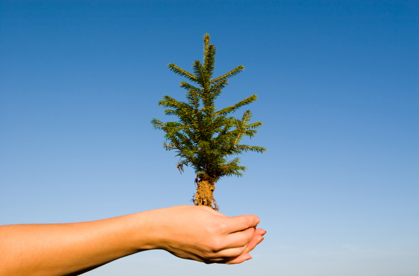 National Forest Fdn. tweet media