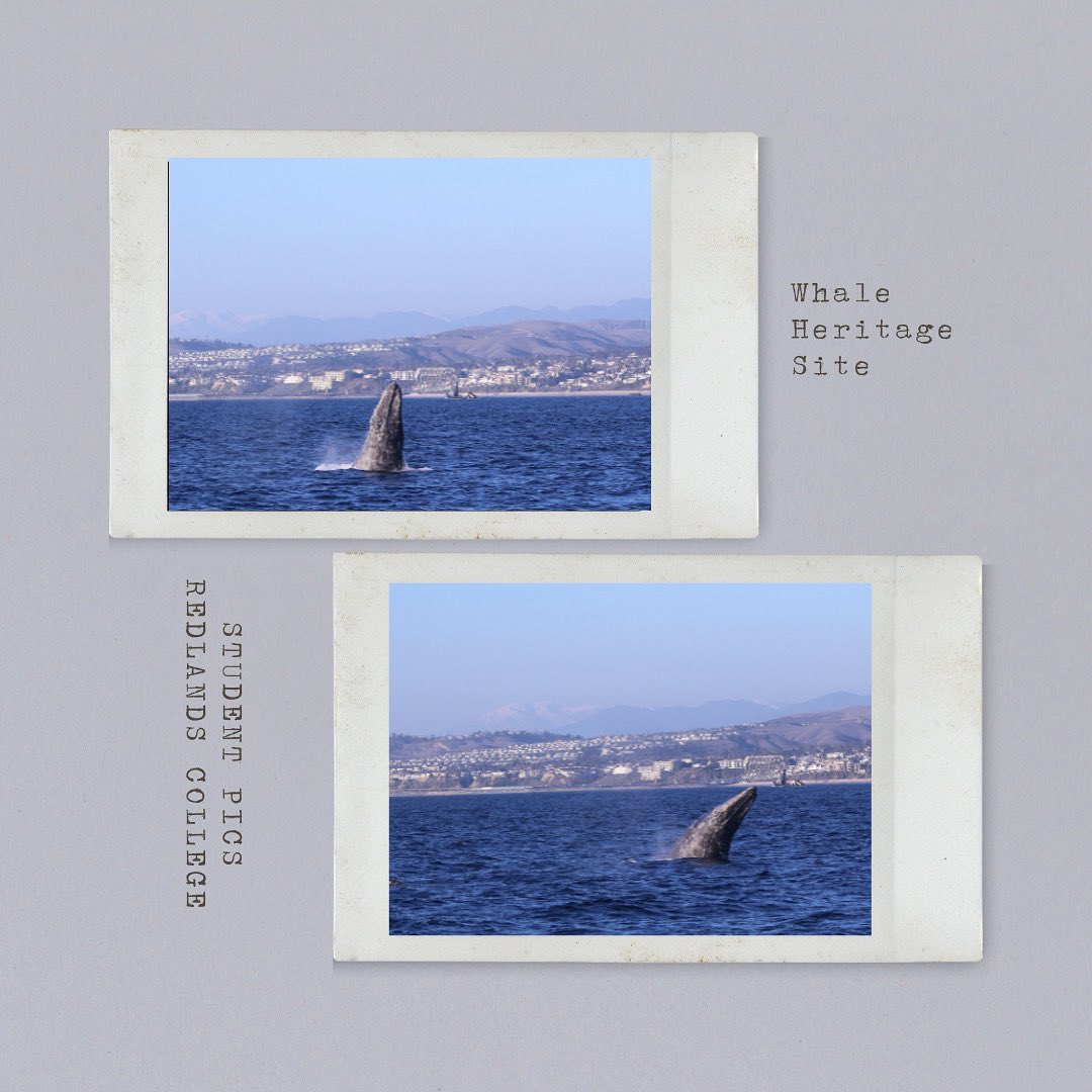 Festival Of Whales (@dpwhalefest) on Twitter photo Students from #RedlandsCollege came out last week as part of ongoing research of #DanaPoint as a #WhaleHeritageSite. Photo Cred, Karena, World Biology BS/Human Animal Studies, 2023. Students from #RedlandsCollege came out last week as part of ongoing research of #DanaPoint as a #WhaleHeritageSite. Photo Cred, Karena, World Biology BS/Human Animal Studies, 2023.