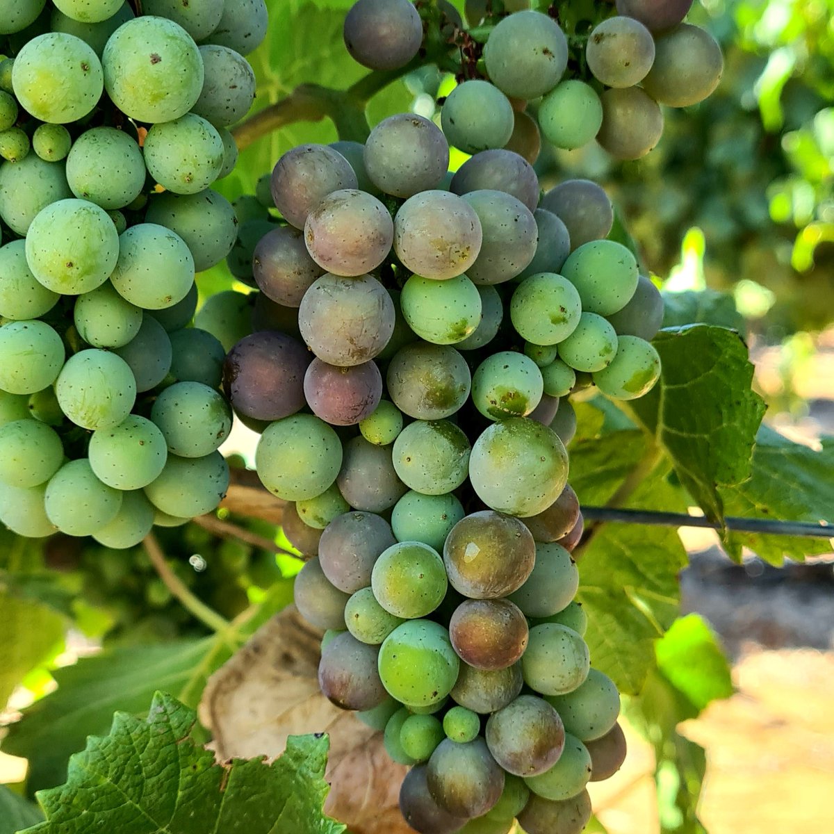 Tim Adams Wines tweet media