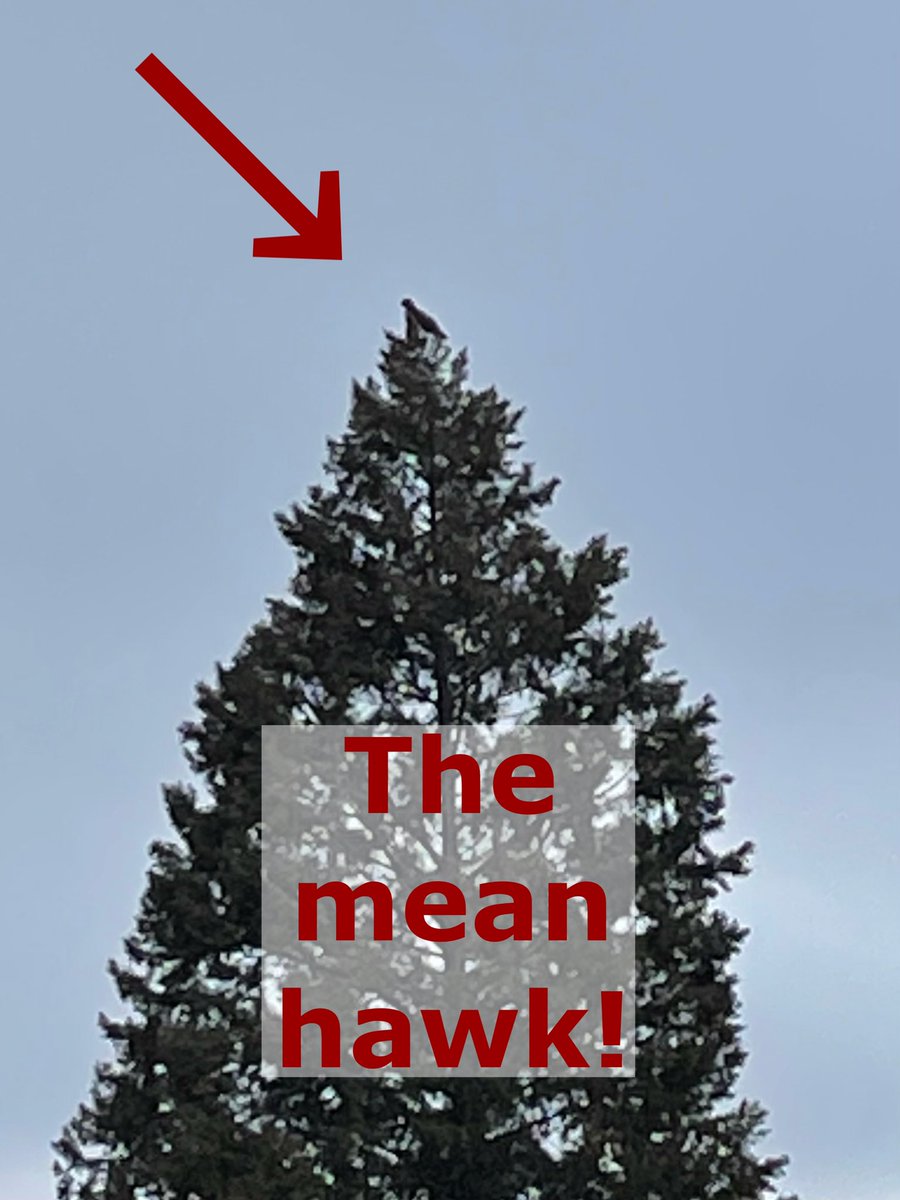 WilmaBenton19's tweet photo. Look who it is!!!
Mom brought Mabel safely inside and I told him to get lost!
#birdsofprey #meanhawk https://t.co/nvlAFPmDO4
