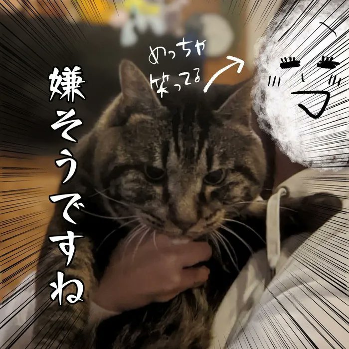初めて抱っこ!初めてのツーショット!喜ぶ飼い主、猫様の変化とは…!?【連載】交通事故にあった猫を拾いました#49|ねこのきもちWEB MAGAZINE https://t.co/aXXW5Bqu5n