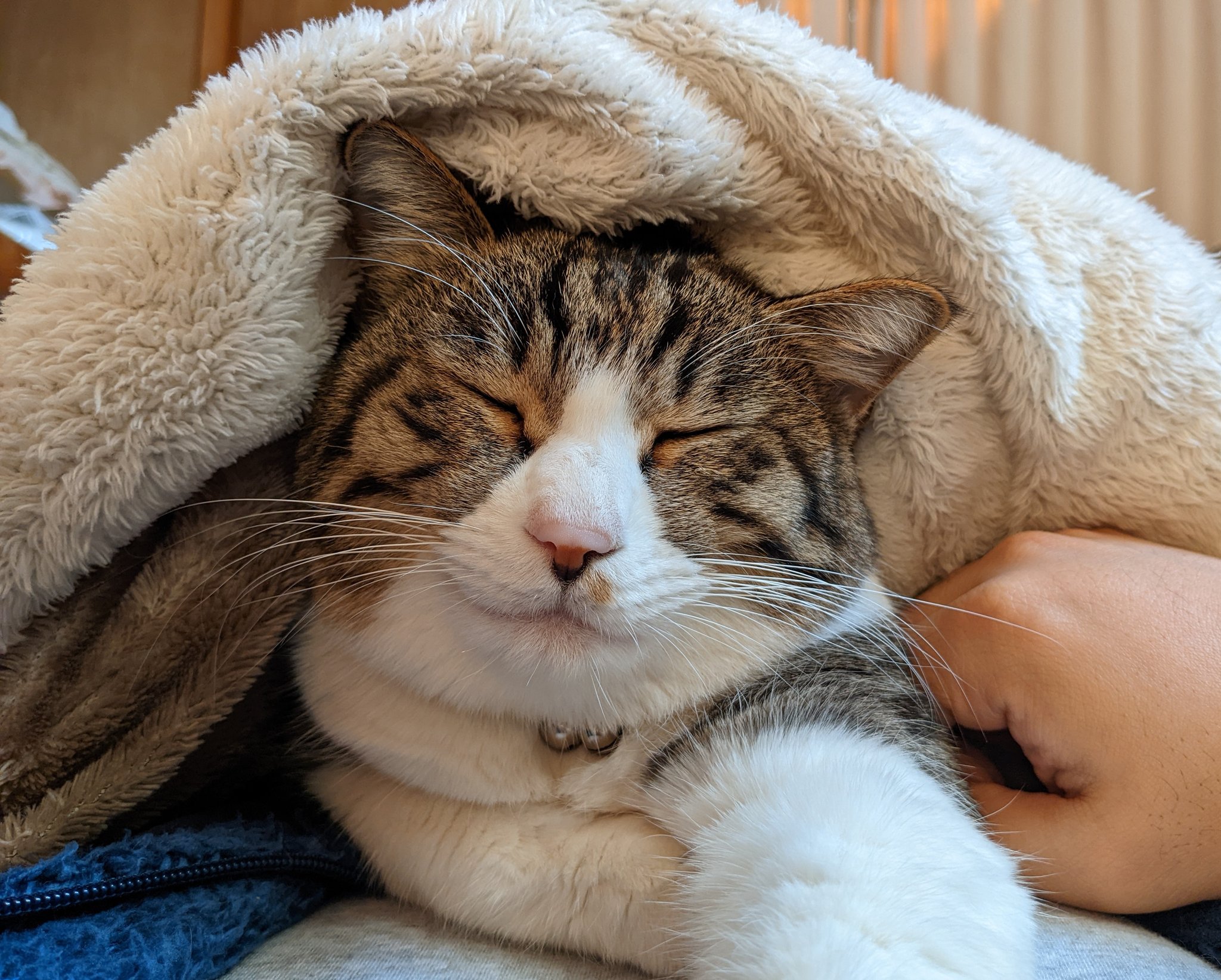 やせねこ様 ねこ肯定感｜抱きまくらMサイズ