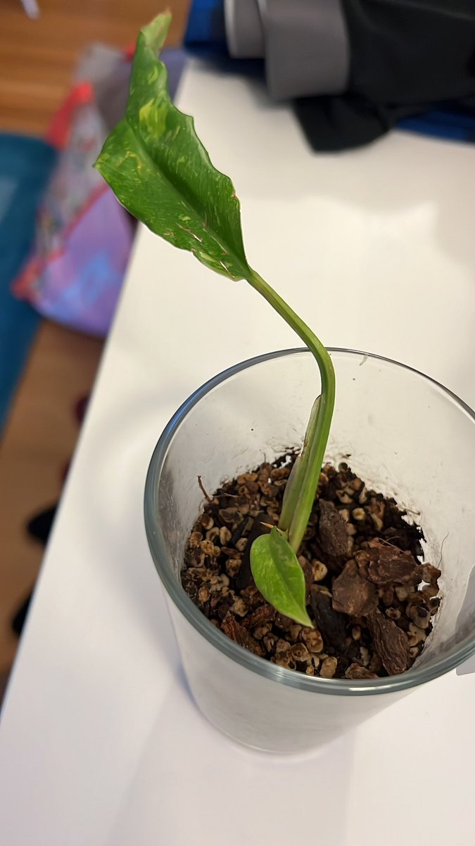 aroidlife's tweet photo. Update 1: We have one great leaf growing and plenty of additional growth stemming out. No firm sightings of another leaf yet though. #philodendron #philodendronringoffire #ringoffire #aroids #aroidaddict https://t.co/ZKLRkRheI4