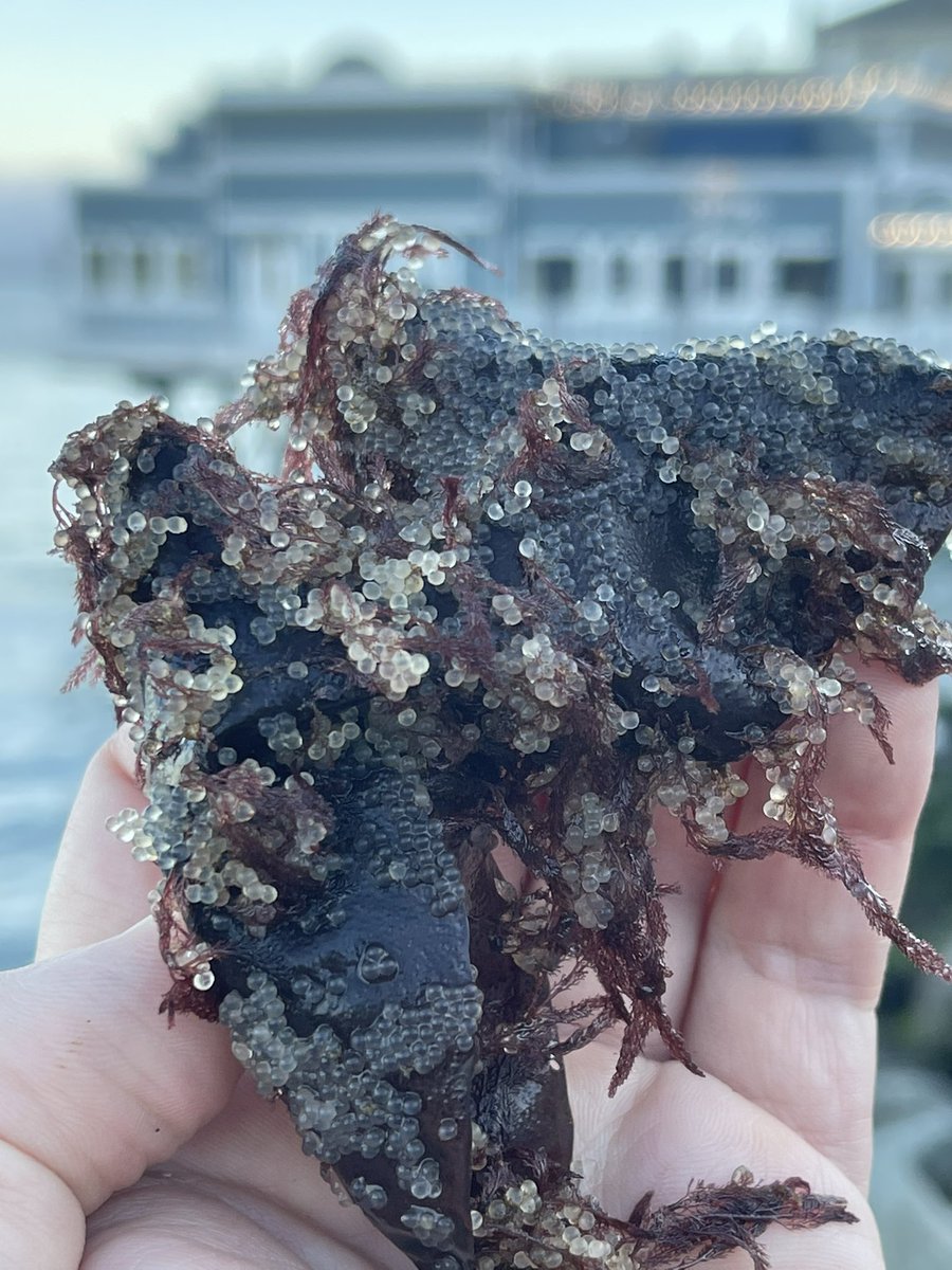 twoherring's tweet photo. Happy Herring 2022 #herring #sfbay #HEOK https://t.co/BBNfGal2dA