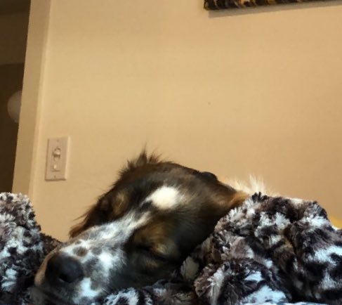 My sweet angel baby is all tired out from chasing my doordash delivery driver down the hallway