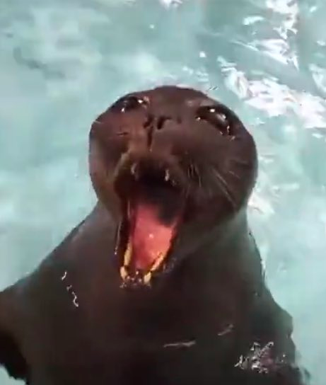 The intellectually disabled character of the day is this seal!