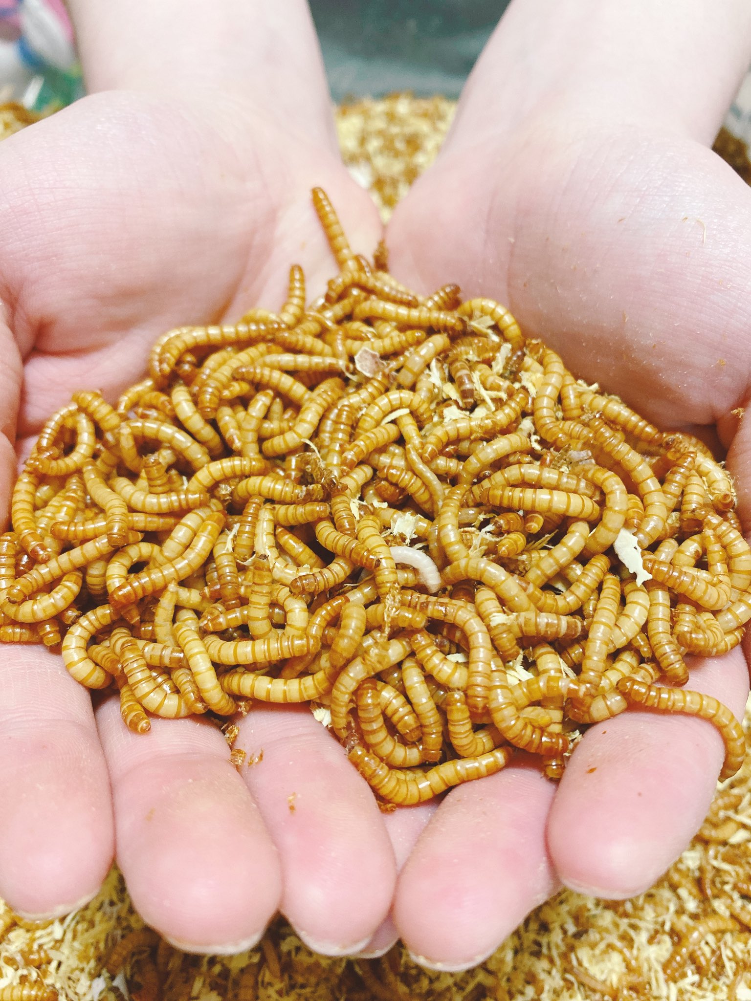 いもむし牧場 餌昆虫販売 Imomusifarm Twitter