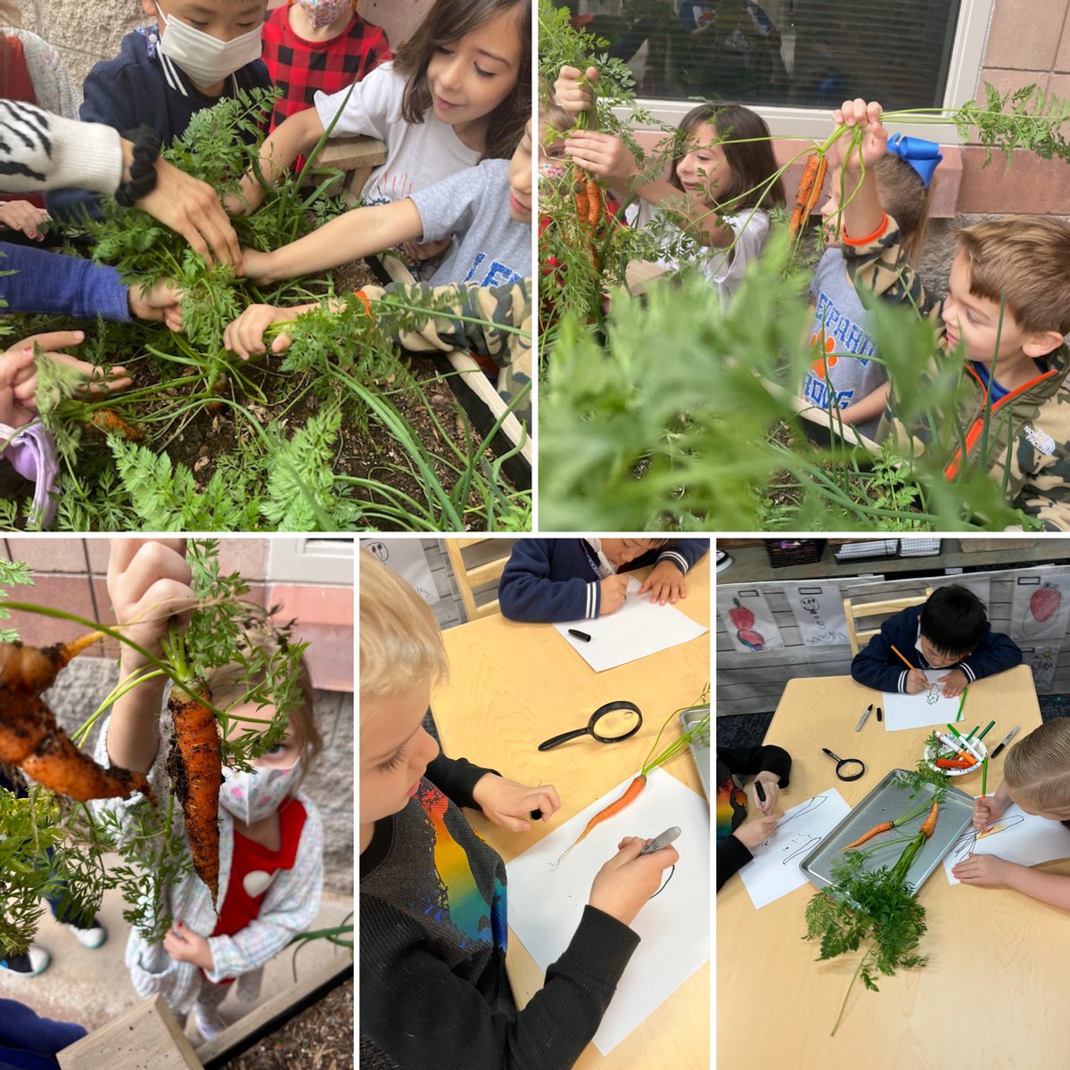 ls_prek's tweet photo. Community Ed LS PreK children excited to pull, see, clean, eat, and document with drawings the carrots seeds they took care of and grew for 5 months. #HandsOnLearning #OutdoorEnvironment @CommunityDv @DVUSD @LegendSprings https://t.co/DT8iWy4MHe