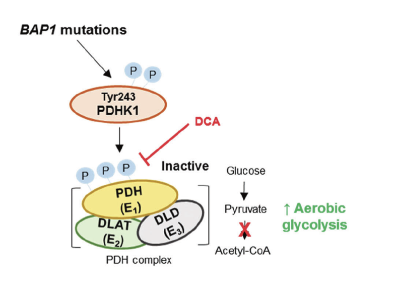 AndrewEAplin's tweet photo. More great work published @oncogenejournal from Anna Han on metabolic features of aggressive uveal melanomas. Collaborations with @vivianchualah @UsmanBaqai @purwinTJ @manoela_tiago @SchugLab @JWHarbourMD. https://t.co/Y1783ZH9Be