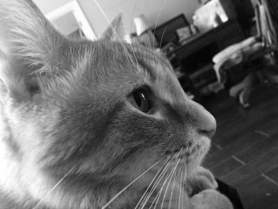 HellCrescent's tweet photo. I've been missing from everywhere the last couple days, sorry for ghosting everyone. My cat Magnum died Sunday. He has been by my side since I was 10 and it's taken a toll on me. 
I know it's odd to post this to twitter but typing about him has been helping me process everything. https://t.co/eCGXCnKb94