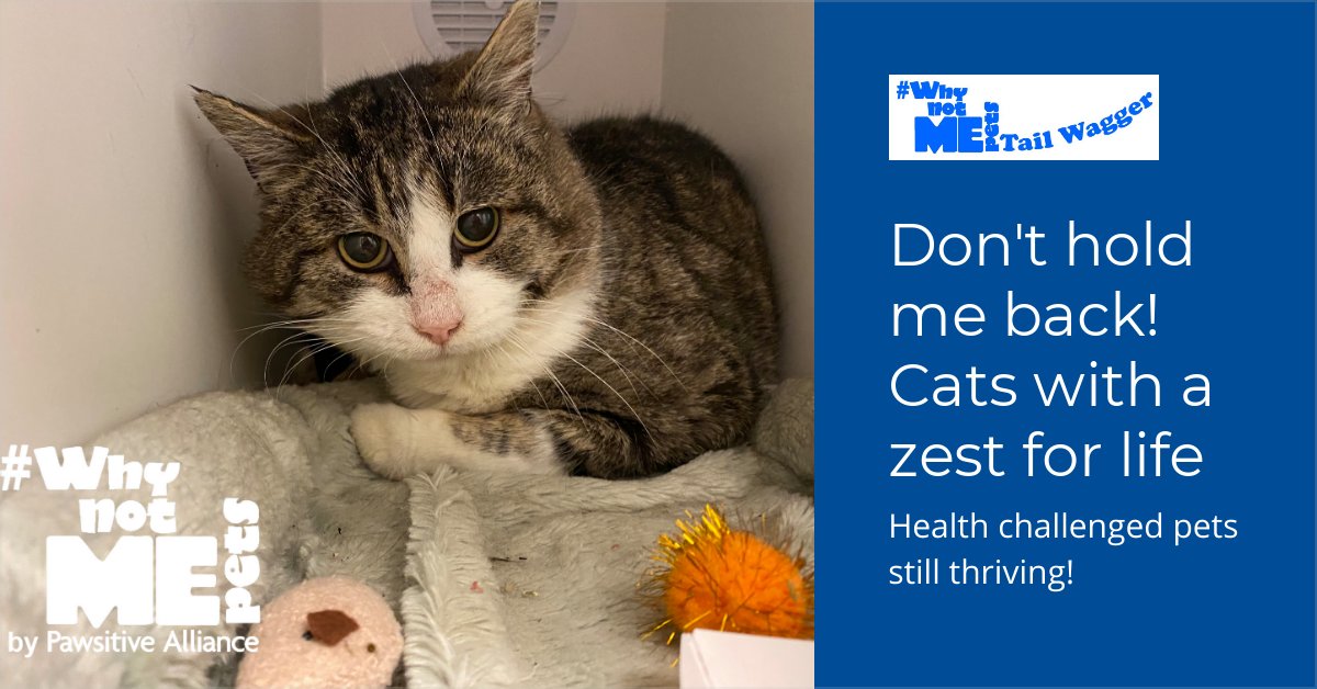 Don't hold me back! Cats with a zest for life - #WhyNotMePets Tail Wagger - January 2022 - mailchi.mp/pawsitiveallia…