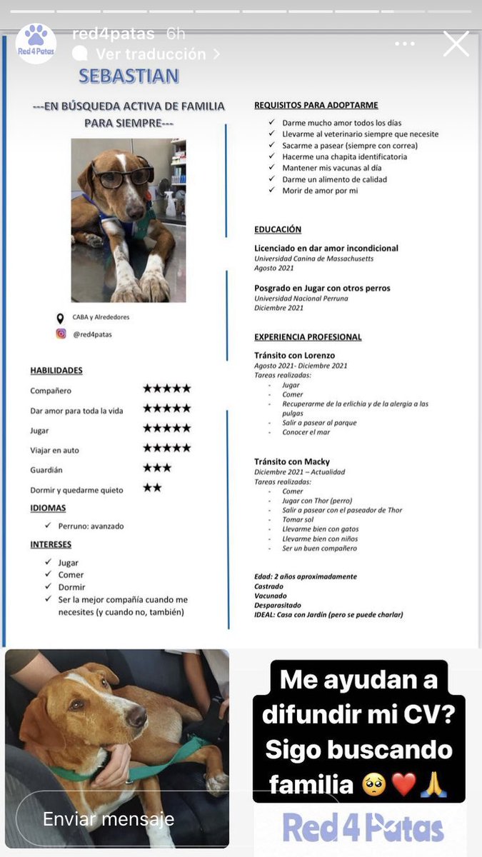 sobredxsis's tweet image. le hicieron un cv a un perrito dios que alguien lo adopte o me pongo a llorar