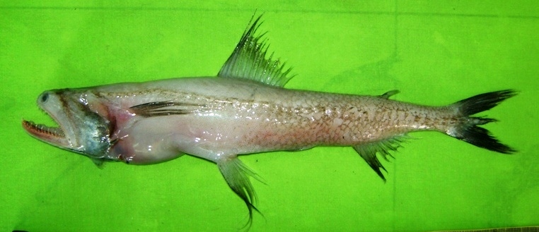 SoccernoobUSA's tweet image. podcasts.apple.com/us/podcast/soc…
 
"SoccerNoob Rockin' America" podcast ep 66

1 mini-preview to go--  Thu. Match #10 we visit the women's #AsianCup, which doubles as #WorldCup qualifiers!
 
(Since it's in Maharashtra, we also talked about this local, adorable guy. #BombayDuck)