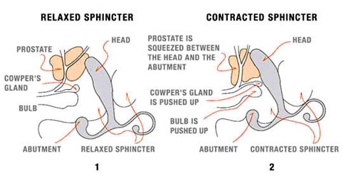 How to check prostate How to check prostate