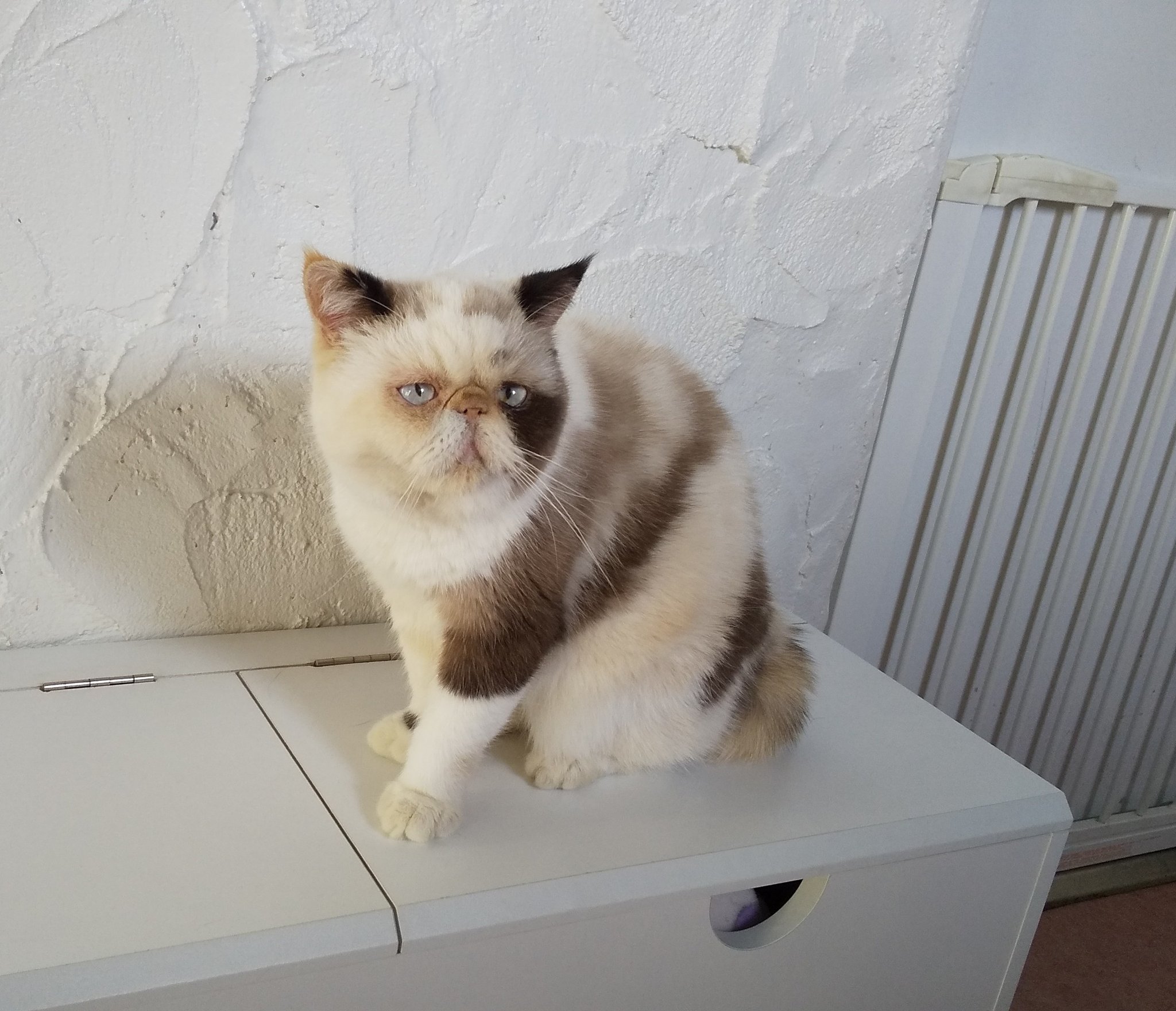 ぶさかわ猫 Twitter Search Twitter