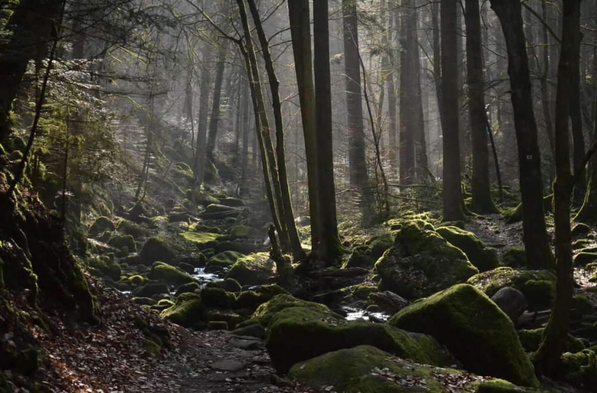 Brandon Snyder tweet media