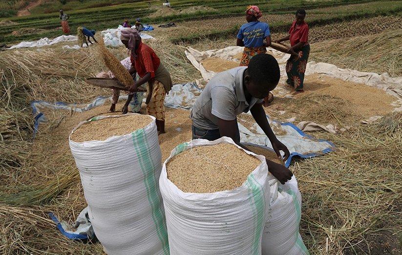 samybyiringiro's tweet photo. #Did you know that the rice yellow mottle virus(#RYMV ) can cause a yield reduction between 25-97% if it is not managed and controlled well (@RwandaAgriBoard showed this in research findings).For the preventing measure- please visit the link below:
https://t.co/VL4im49baR https://t.co/ZsgcP4MmgO