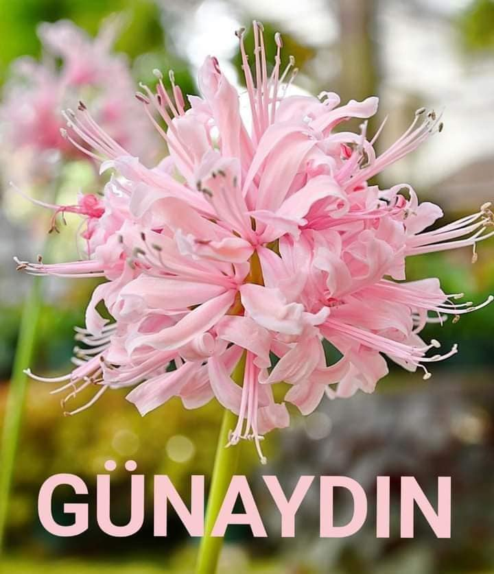 TC_TOPRAK_'s tweet photo. İnsan daima başına gelen #felaketleri sayar, #sevinçleri değil..
  🌿
Eğer saysaydı, #dünyanın kendisine #yeterince #mutluluk sunmuş olduğunu anlardı.
~🌿
Günaydın 
Yaşamdan beklediginiz  ne varsa olması dileğiyle mutlu huzurlu günler dilerim. 🎋🌼🌺🌾🌹🙏
@NevvalS @cuneytalphan https://t.co/bo2J4hFsGf