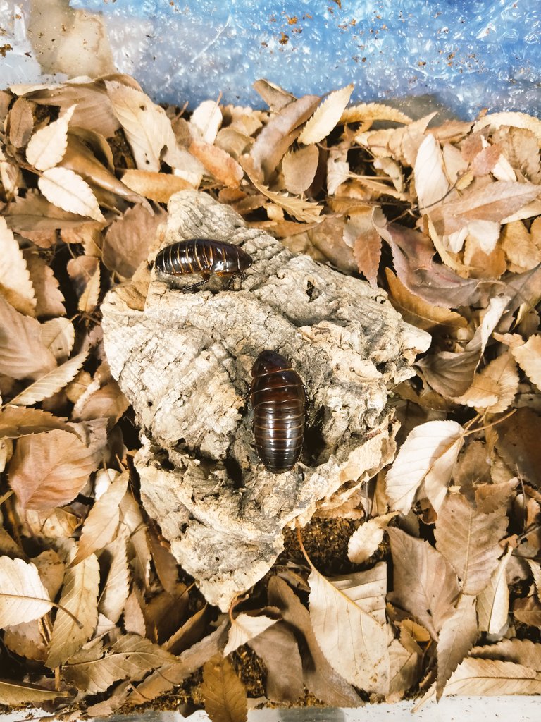 H Osaki Osaki Fabre Twitter