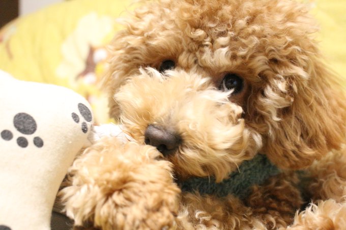 トイプードル 高画質 のtwitterイラスト検索結果 古い順