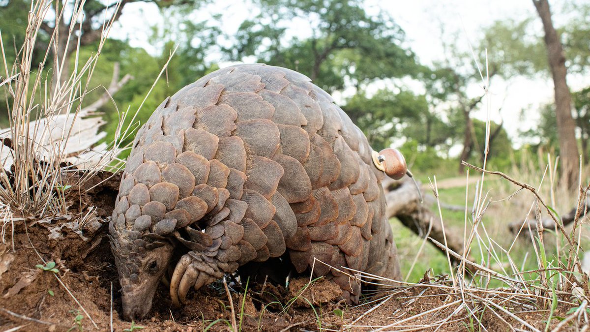 malawiwildlife's tweet photo. Of the 5 pangolins we've received in 2022, 4 have entered the release phase! We continue to monitor their movements closely – a vital extension of our rehabilitation work to ensure each pangolin we release back into the wild is thriving as it learns to call a new environment home https://t.co/J9pZKcdyOl