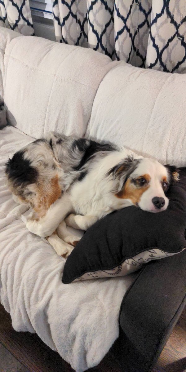 Dogs of the Internet tweet media