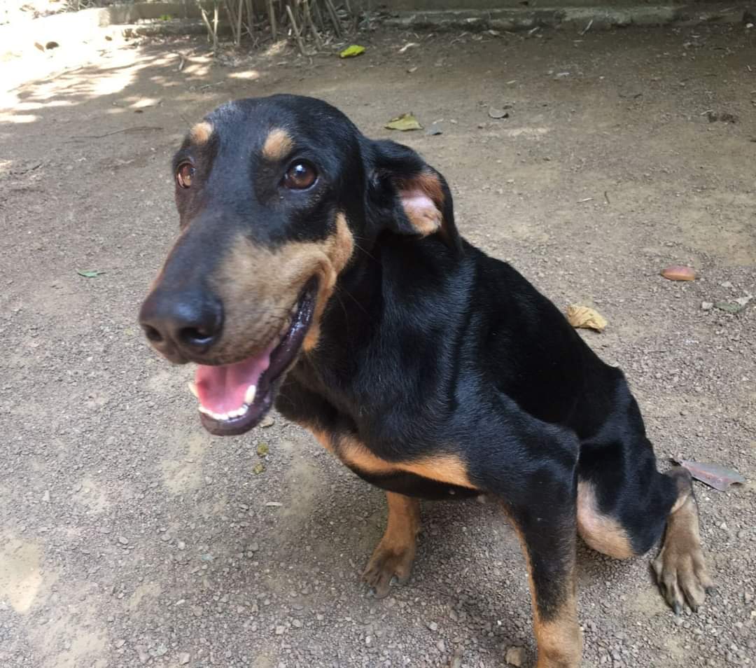 🚨Adoption Alert - Ruby

Ruby is a Doberman cross, 4 y/o, sterilised, vaccinated, super friendly with people &amp; other dogs. 

If you have an active lifestyle and can provide long walks, ample space and lots of exercise Ruby is the dog for you! To adopt, call us on 0777449729. #lka