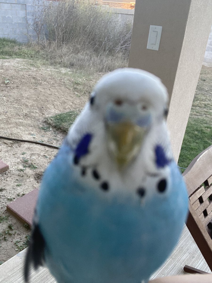 birdie says goodnight and sweet dreams