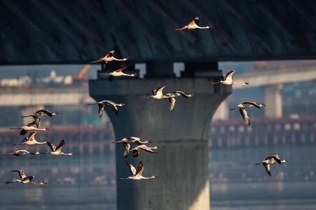 ketan83's tweet photo. Truly Blessed We Should Be That These Amazing Birds Visit Our City.

Huge Number Of Flamingos Spotted Near Mumbai Trans Harbour Link Site.

The Sewri mudflats is a flamingo habitat.🦩🦩

Pic Credits @pratikchorge00

@AUThackeray @deespeak @TandonRaveena @RamsarConv @RandeepHooda https://t.co/aqLbQkfhKM