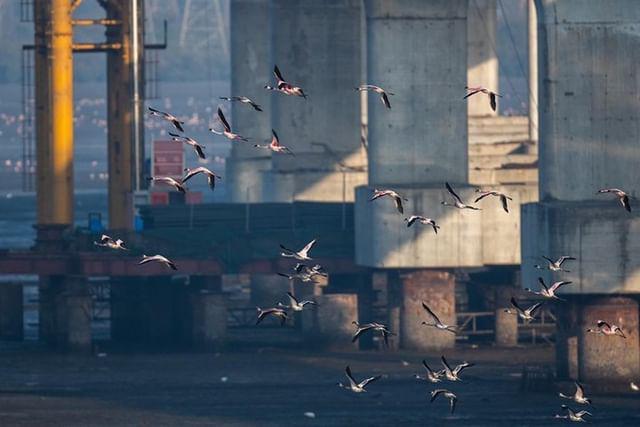 ketan83's tweet photo. Truly Blessed We Should Be That These Amazing Birds Visit Our City.

Huge Number Of Flamingos Spotted Near Mumbai Trans Harbour Link Site.

The Sewri mudflats is a flamingo habitat.🦩🦩

Pic Credits @pratikchorge00

@AUThackeray @deespeak @TandonRaveena @RamsarConv @RandeepHooda https://t.co/aqLbQkfhKM