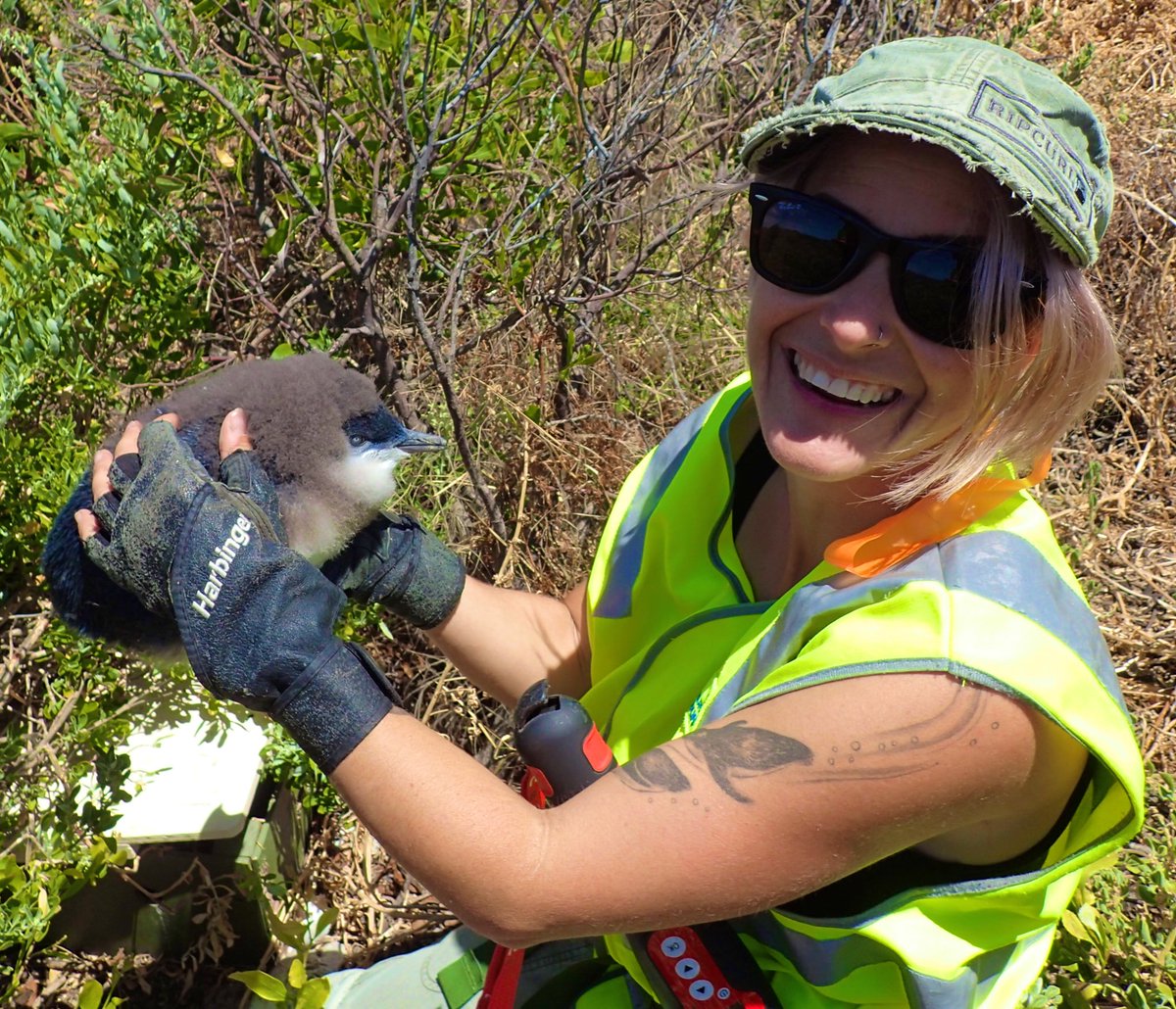 MurdochUni's tweet photo. It’s Penguin Awareness Day! Not many people know more about Little Penguins than MU researcher Erin Clitheroe, pictured here with a chick at Penguin Island in Rockingham. Erin has been doing amazing work to ensure the survival of the Island’s population. #littlepenguin https://t.co/4AL61esLtv