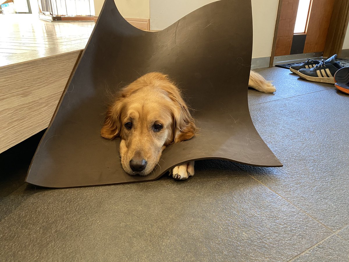 犬さん用に耳が蒸れないエリザベスカラーを手作りしたらこうなった 金持ちの家の鹿の剥製 笑 Togetter