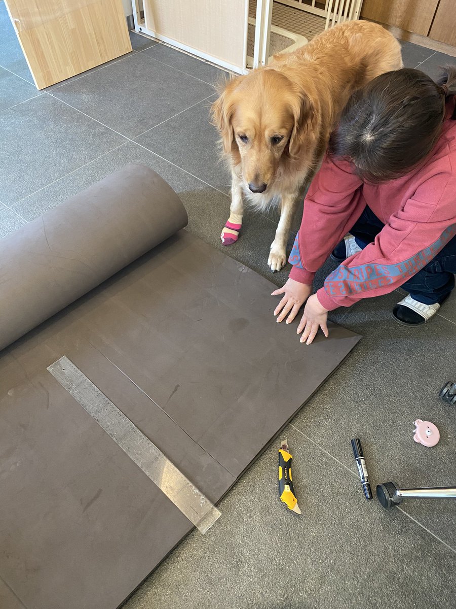 犬さん用に耳が蒸れないエリザベスカラーを手作りしたらこうなった 金持ちの家の鹿の剥製 笑 Togetter