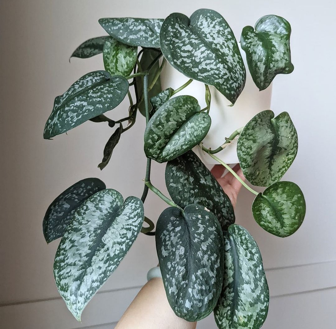 Es un SCINDAPSUS SILVER SPLASH !
