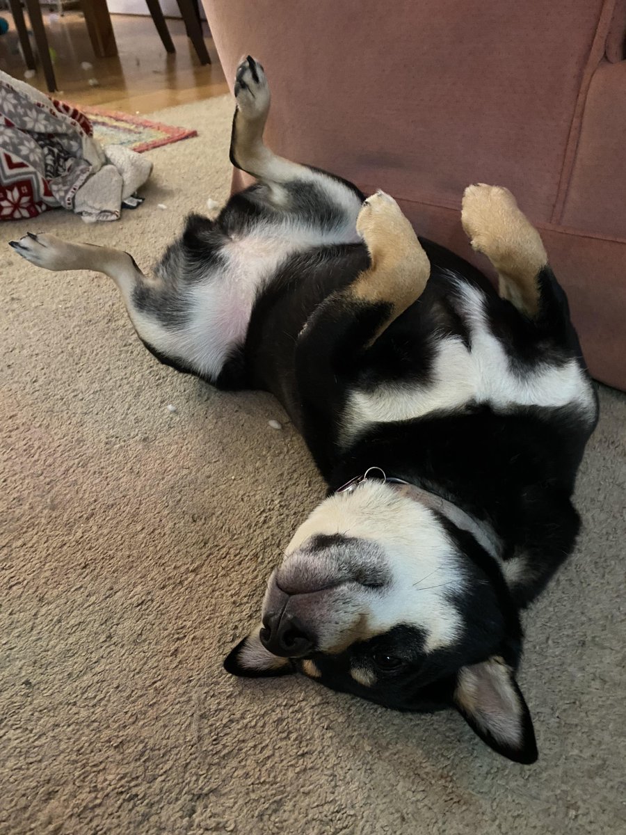 Dogs of the Internet tweet media