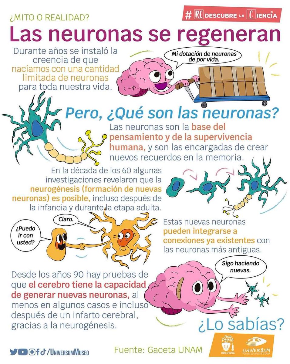 Swanybell's tweet photo. ¡El cerebro es toda una maravilla que no se rinde para la adquisición de nuevos conocimientos y sigue creciendo! 🧠✨ https://t.co/T7XIniPrc6