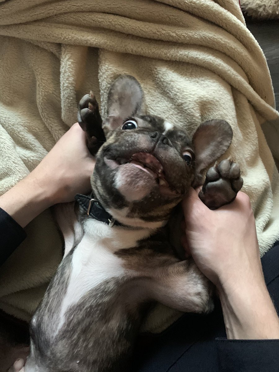 My wife went on a business trip, what should I do?  I'm tired of listening to my dog ​​snoring, at first it was funny, but now I'm crazy about his snoring