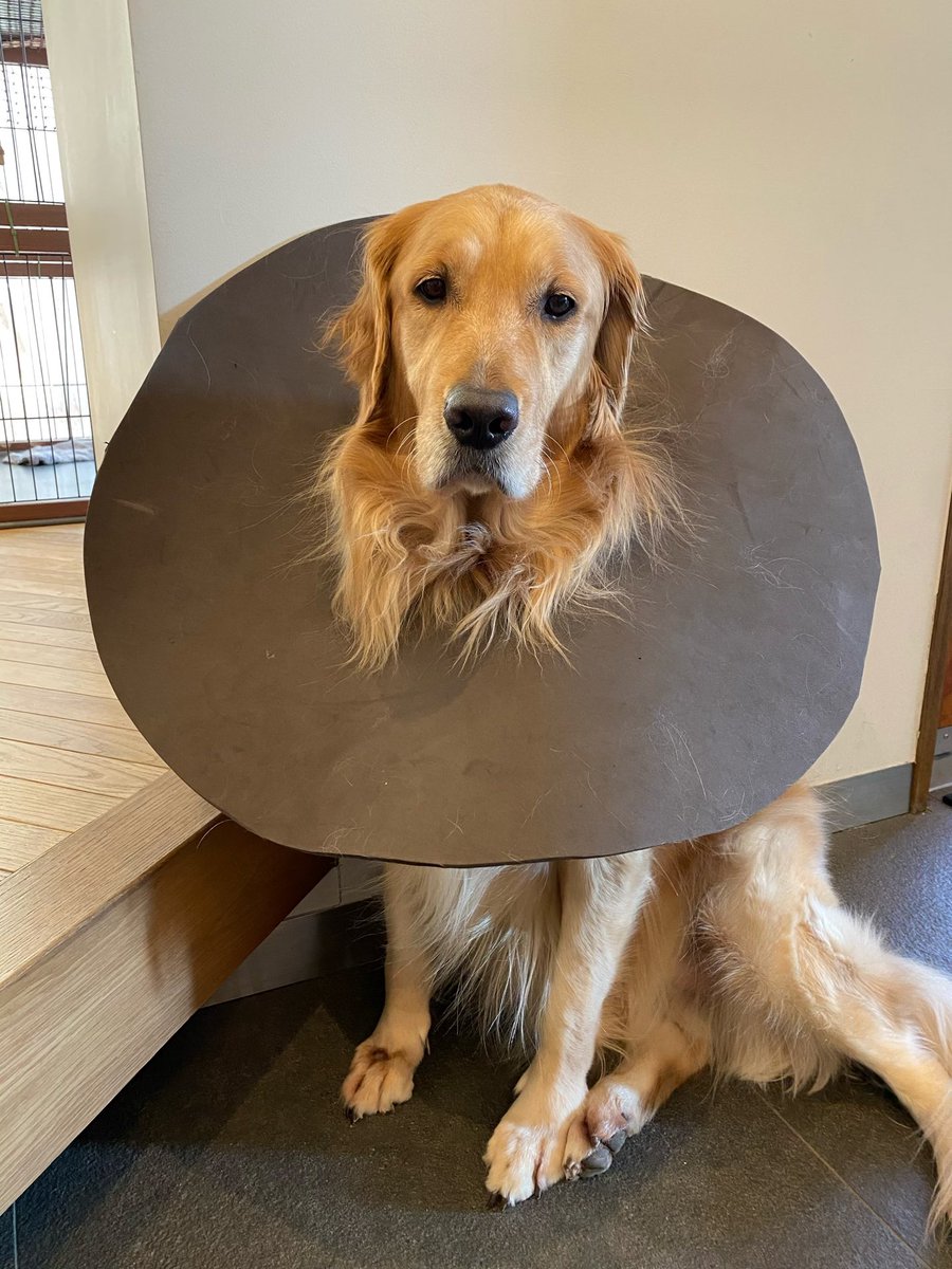 犬さん用に耳が蒸れないエリザベスカラーを手作りしたらこうなった 金持ちの家の鹿の剥製 笑 Togetter