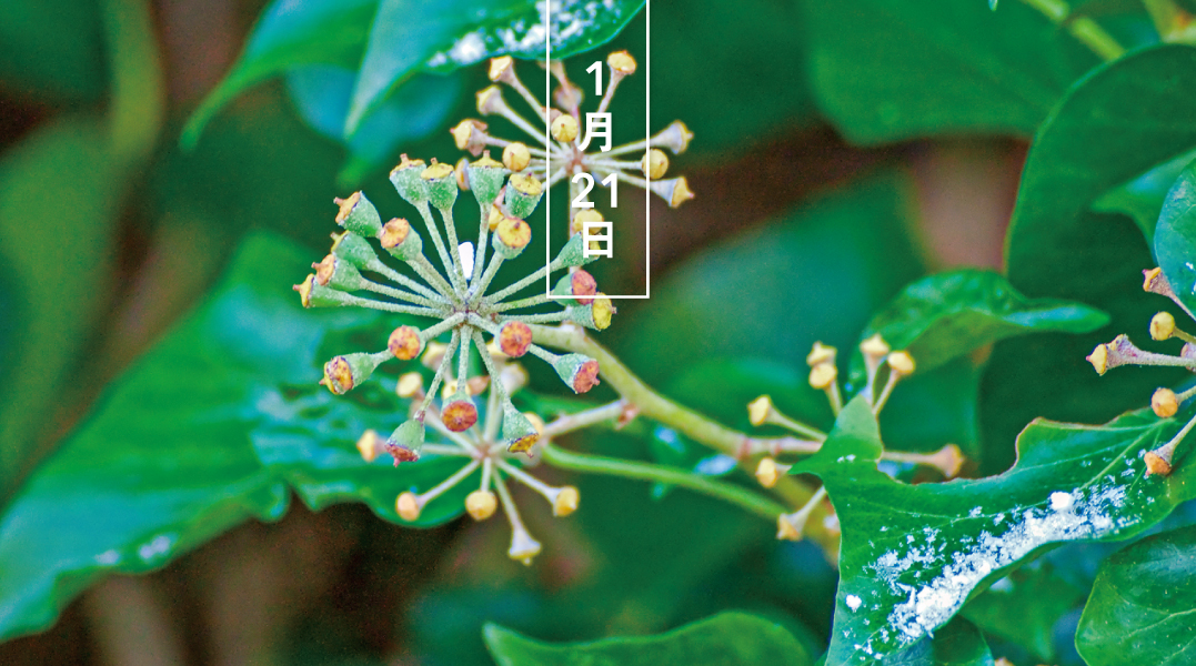 暦生活 こよみせいかつ キヅタ 木蔦 花の日めくり 花言葉 友愛 茎から気根をだして 他の木や岩に這い上ります 葉は硬く艶があり 10 12月に黄緑色の花をつけます 暦生活webサイト T Co Tqmy0mpmgy T Co Iyucj3bgu9 Twitter